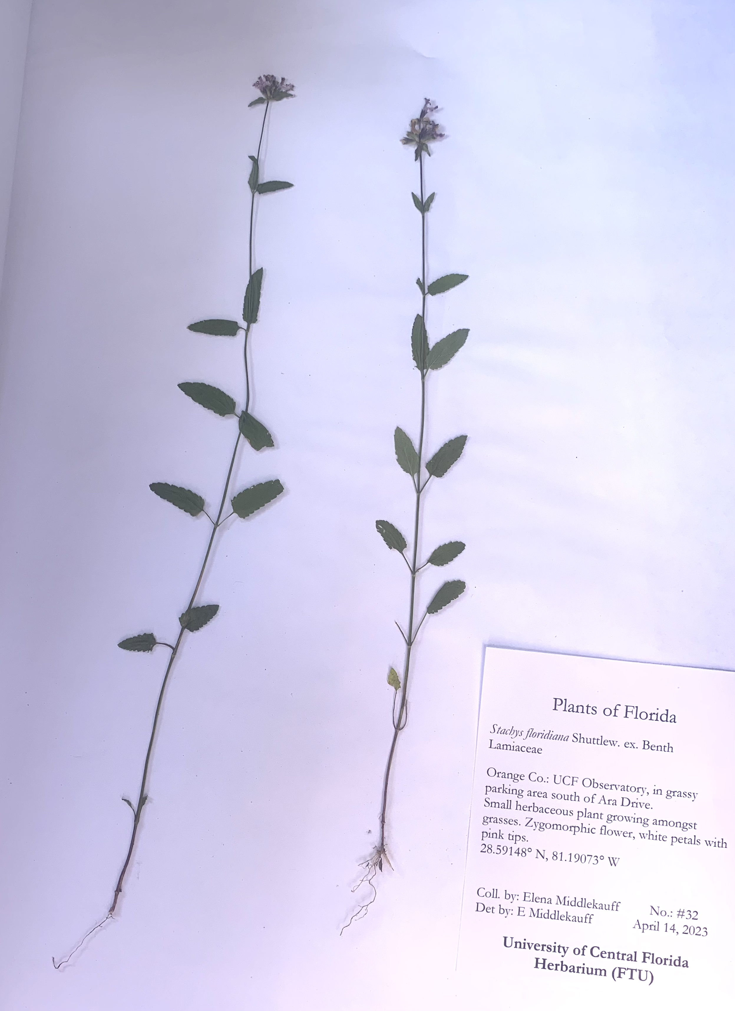 Stachys floridana