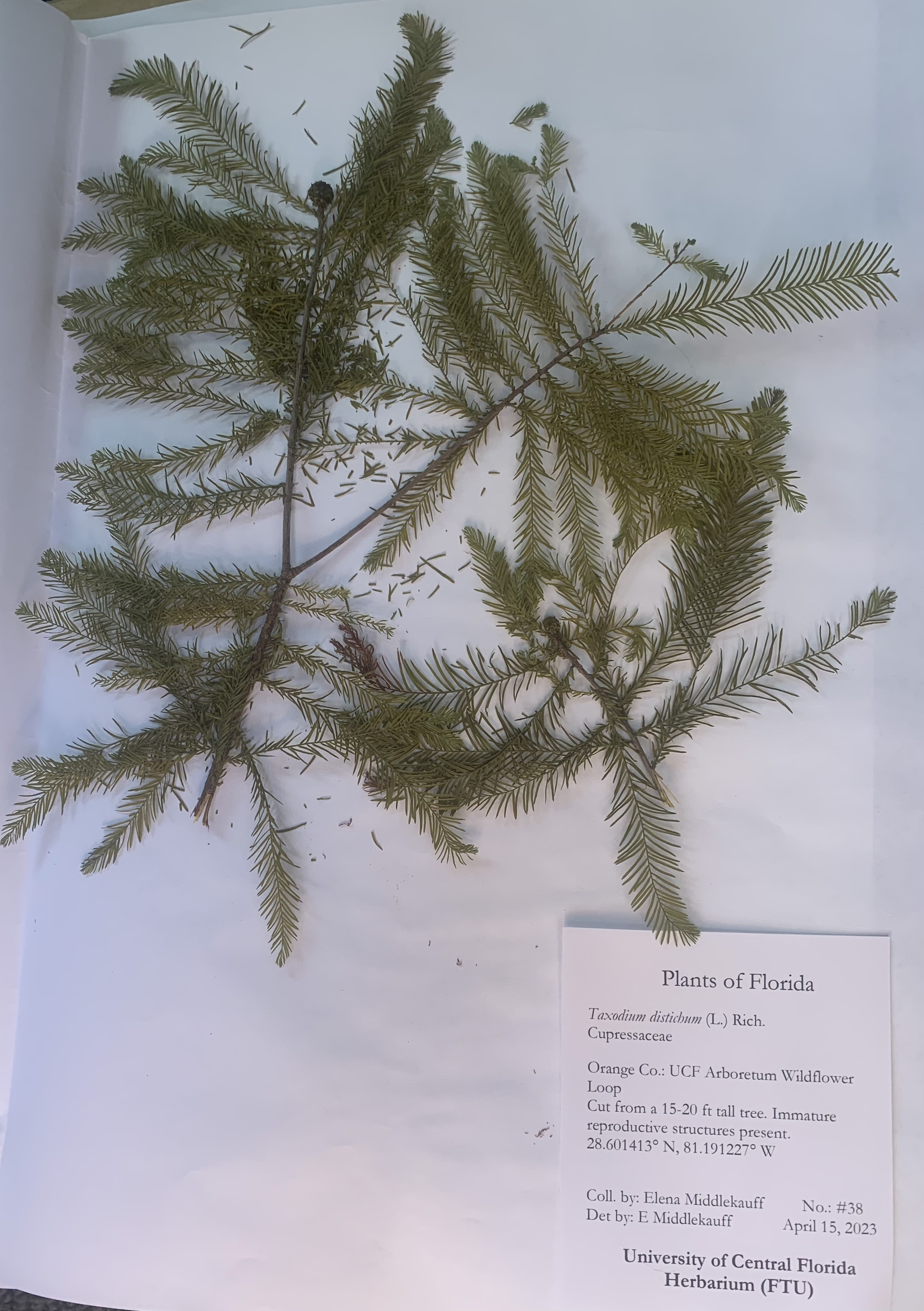 Taxodium distichum