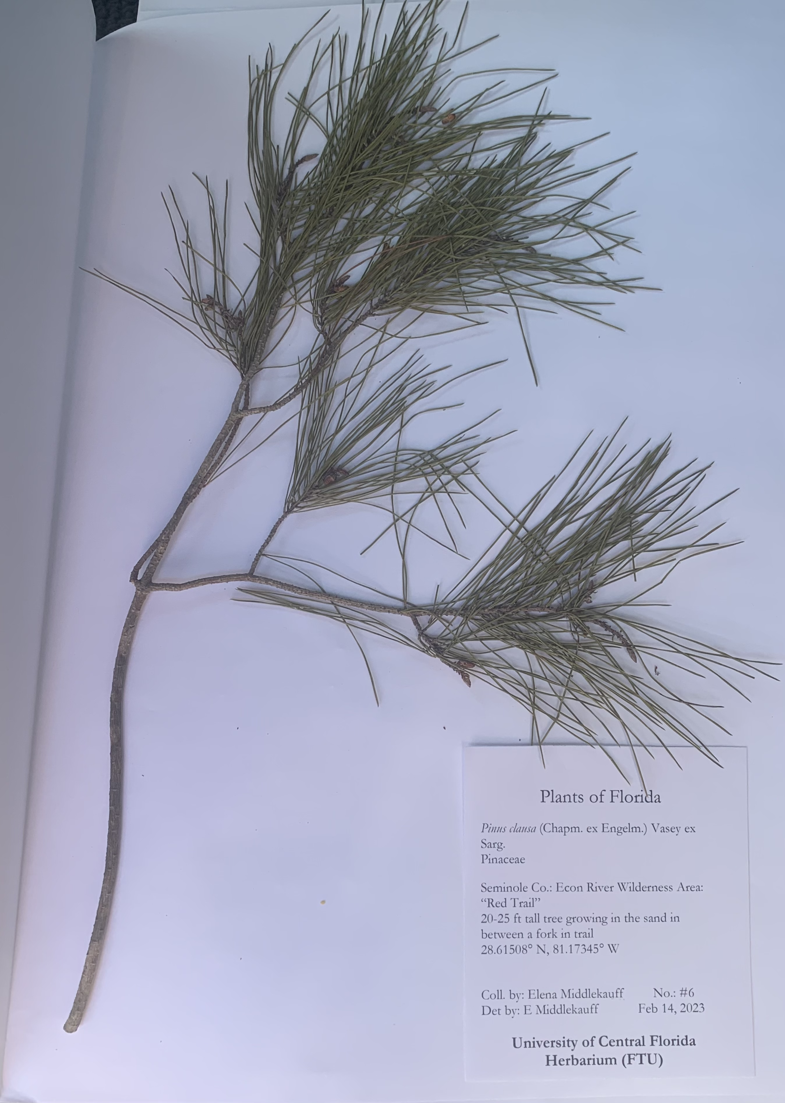 Pinus clausa